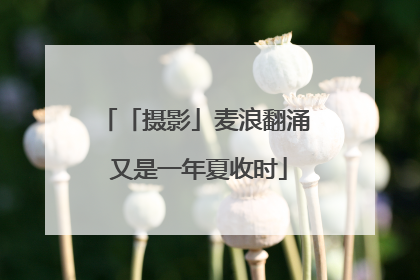 「摄影」麦浪翻涌 又是一年夏收时