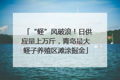 “蛏”风破浪！日供应量上万斤，青岛最大蛏子养殖区滩涂掘金