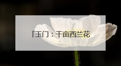 玉门：千亩西兰花开出“致富花”
