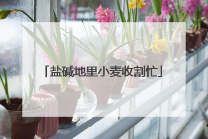 盐碱地里小麦收割忙