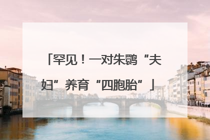 罕见！一对朱鹮“夫妇”养育“四胞胎”