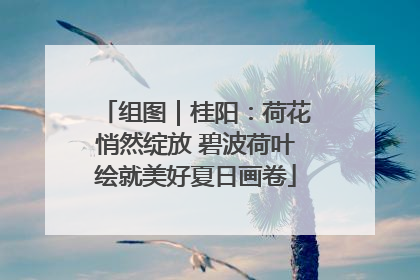 组图｜桂阳：荷花悄然绽放 碧波荷叶绘就美好夏日画卷