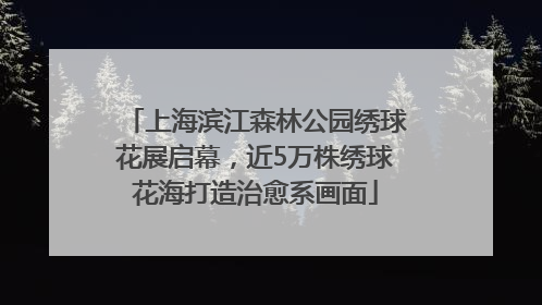 上海滨江森林公园绣球花展启幕，近5万株绣球花海打造治愈系画面