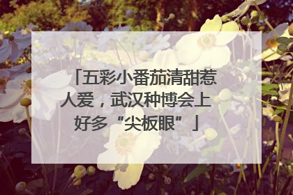 五彩小番茄清甜惹人爱，武汉种博会上好多“尖板眼”