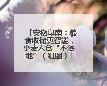 安徽阜南：粮食收储更智能，小麦入仓“不落地”（组图）