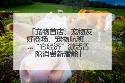 宠物首店、宠物友好商场、宠物航班……“它经济”激活普陀消费新潜能