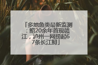 多地鱼类最新监测：鳤20余年首现赣江，泸州一网捞起67条长江鲟