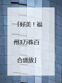好美！福州3万株百合盛放