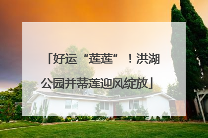 好运“莲莲”！洪湖公园并蒂莲迎风绽放