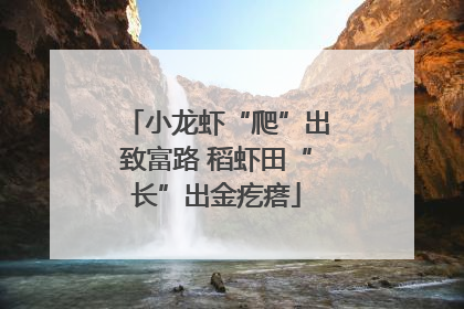 小龙虾“爬”出致富路 稻虾田“长”出金疙瘩