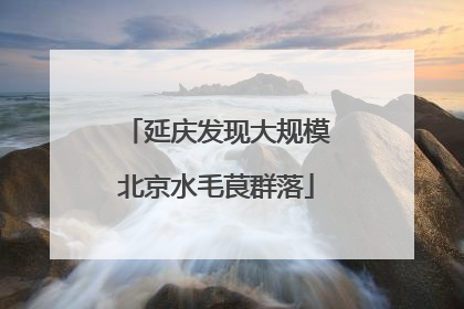 延庆发现大规模北京水毛茛群落