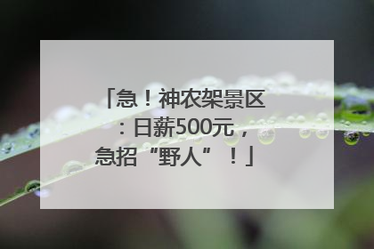 急！神农架景区：日薪500元，急招“野人”！