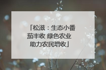 松滋：生态小番茄丰收 绿色农业助力农民增收