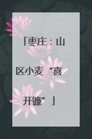 枣庄：山区小麦“喜开镰”