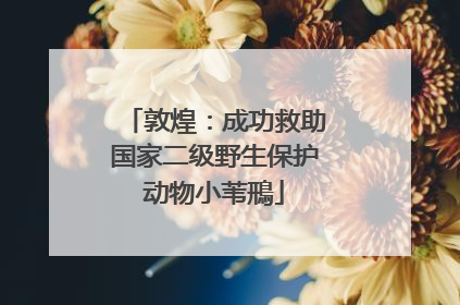 敦煌：成功救助国家二级野生保护动物小苇鳽