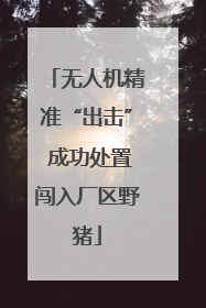 无人机精准“出击” 成功处置闯入厂区野猪