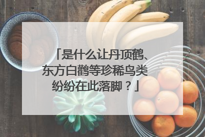 是什么让丹顶鹤、东方白鹳等珍稀鸟类纷纷在此落脚？