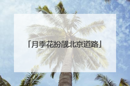 月季花扮靓北京道路