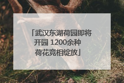 武汉东湖荷园即将开园 1200余种荷花竞相绽放