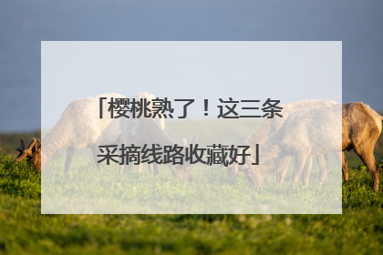 樱桃熟了！这三条采摘线路收藏好