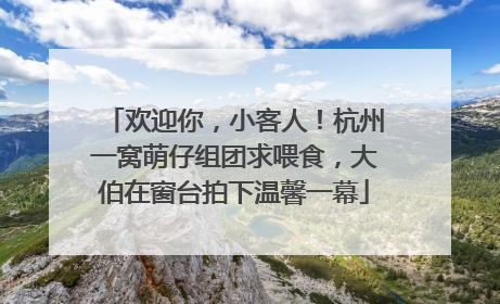 欢迎你，小客人！杭州一窝萌仔组团求喂食，大伯在窗台拍下温馨一幕