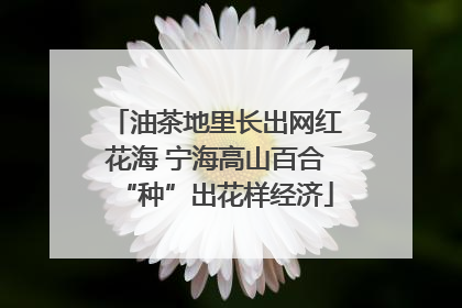 油茶地里长出网红花海 宁海高山百合“种”出花样经济
