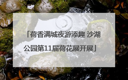 荷香满城夜游添趣 沙湖公园第11届荷花展开展