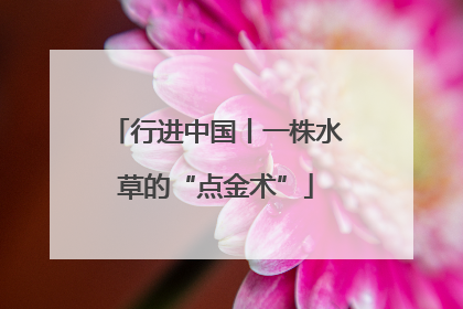 行进中国丨一株水草的“点金术”