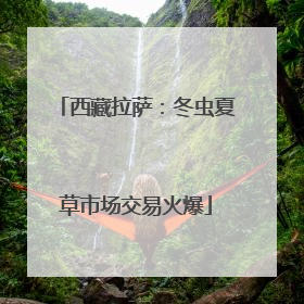 西藏拉萨：冬虫夏草市场交易火爆