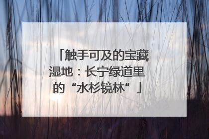 触手可及的宝藏湿地：长宁绿道里的“水杉镜林”