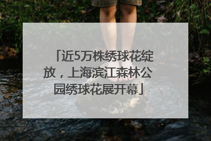 近5万株绣球花绽放，上海滨江森林公园绣球花展开幕