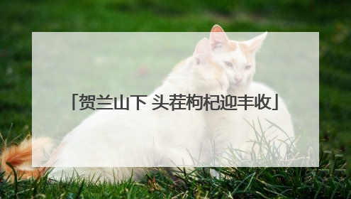 贺兰山下 头茬枸杞迎丰收