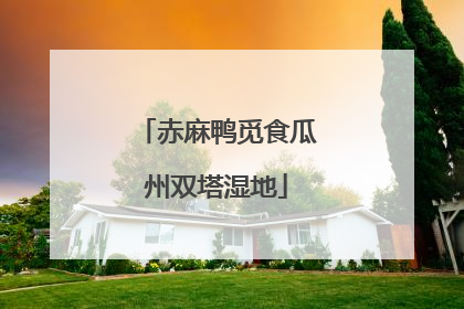 赤麻鸭觅食瓜州双塔湿地