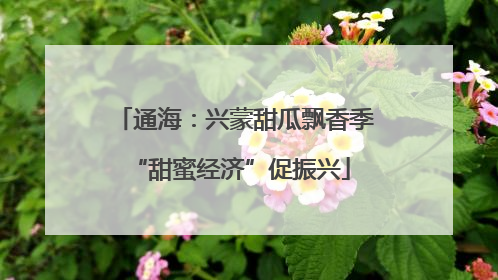 通海：兴蒙甜瓜飘香季 “甜蜜经济”促振兴