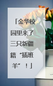 金华校园里来了三只新疆籍“插班羊”！