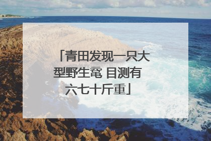 青田发现一只大型野生鼋 目测有六七十斤重