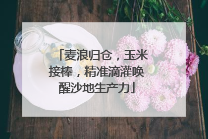 麦浪归仓，玉米接棒，精准滴灌唤醒沙地生产力