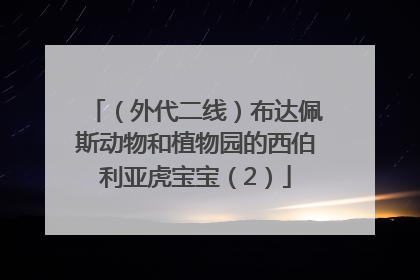 （外代二线）布达佩斯动物和植物园的西伯利亚虎宝宝（2）