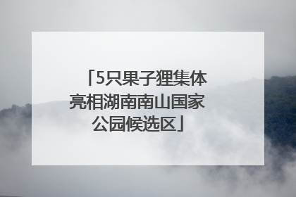 5只果子狸集体亮相湖南南山国家公园候选区