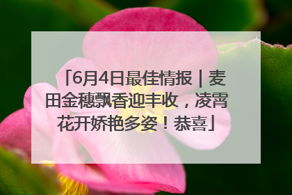 6月4日最佳情报｜麦田金穗飘香迎丰收，凌霄花开娇艳多姿！恭喜